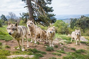 LA BETE DU GEVAUDAN, (48), LOZERE, REGION OCCITANIE, FRANCE 