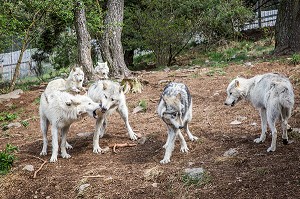 LA BETE DU GEVAUDAN, (48), LOZERE, REGION OCCITANIE, FRANCE 