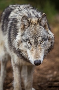 LA BETE DU GEVAUDAN, (48), LOZERE, REGION OCCITANIE, FRANCE 