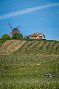 LE CHAMPAGNE, (51) MARNE, REGION GRAND EST, FRANCE 