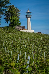 LE CHAMPAGNE, (51) MARNE, REGION GRAND EST, FRANCE 