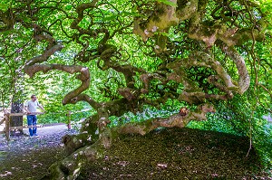 LE CHAMPAGNE, (51) MARNE, REGION GRAND EST, FRANCE 