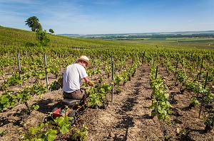 LE CHAMPAGNE, (51) MARNE, REGION GRAND EST, FRANCE 