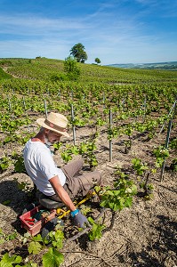 LE CHAMPAGNE, (51) MARNE, REGION GRAND EST, FRANCE 