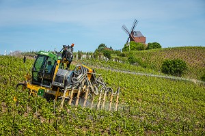 LE CHAMPAGNE, (51) MARNE, REGION GRAND EST, FRANCE 