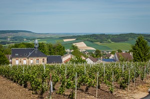 LE CHAMPAGNE, (51) MARNE, REGION GRAND EST, FRANCE 