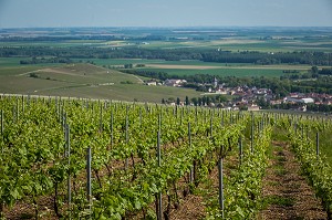 LE CHAMPAGNE, (51) MARNE, REGION GRAND EST, FRANCE 