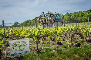 LE CHAMPAGNE, (51) MARNE, REGION GRAND EST, FRANCE 