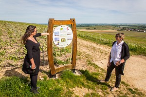 LE CHAMPAGNE, (51) MARNE, REGION GRAND EST, FRANCE 