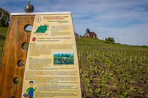 LE CHAMPAGNE, (51) MARNE, REGION GRAND EST, FRANCE 