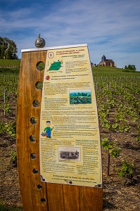 LE CHAMPAGNE, (51) MARNE, REGION GRAND EST, FRANCE 