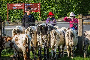 ILLUSTRATION NORMANDIE, BEUVRON EN AUGE, (14) CALVADOS, NORMANDIE, FRANCE