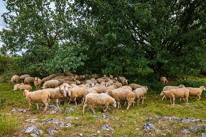 LE LOT (46), OCCITANIE, FRANCE 