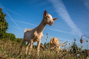 LE LOT (46), OCCITANIE, FRANCE 