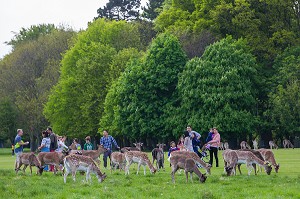 DUBLIN, VOYAGE EN CAPITALE, IRLANDE 