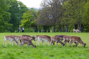 DUBLIN, VOYAGE EN CAPITALE, IRLANDE 