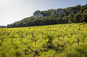 DECOUVERTE DE GRUISSAN, FRANCE 