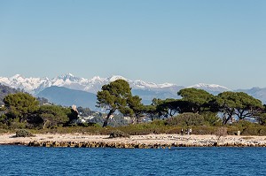 ILES DU LERINS, ILE SAINTE MARGUERITE ET ALPES, (06) ALPES MARITIMES, REGION SUD 