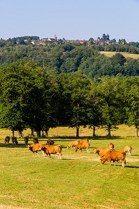 VACHES LIMOUSINE, MOUTIER-D’AHUN, (23) CREUSE, NOUVELLE AQUITAINE, FRANCE 