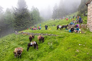 TROUBADE OU TROBADA, TRADITION CATALANE, ASCENSION A PIED DU PIC DU CANIGOU POUR DEPOSER UN FAGOT DE SARMENTS DE VIGNE (66) PYRENEES-ORIENTALES, LANGUEDOC-ROUSSILLON, OCCITANIE 