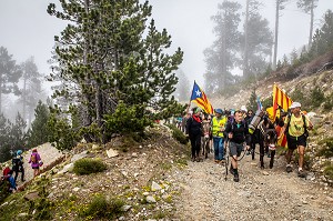 TROUBADE OU TROBADA, TRADITION CATALANE, ASCENSION A PIED DU PIC DU CANIGOU POUR DEPOSER UN FAGOT DE SARMENTS DE VIGNE (66) PYRENEES-ORIENTALES, LANGUEDOC-ROUSSILLON, OCCITANIE 