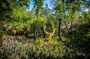 ARBRE D'OR, VAL SANS RETOUR, TREHORENTEUC (35), BRETAGNE, FRANCE 