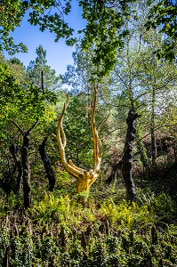 ARBRE D'OR, VAL SANS RETOUR, TREHORENTEUC (35), BRETAGNE, FRANCE 