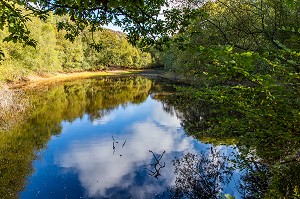 VAL SANS RETOUR, FORET DE BROCELIANDE, LIEU LEGENDAIRE, CONNU COMME LE DOMAINE DE LA FEE MORGANE, PAIMPONT, BRETAGNE, FRANCE 