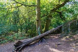 VAL SANS RETOUR, FORET DE BROCELIANDE, LIEU LEGENDAIRE, CONNU COMME LE DOMAINE DE LA FEE MORGANE, PAIMPONT, BRETAGNE, FRANCE 