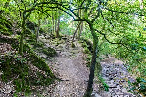 VAL SANS RETOUR, FORET DE BROCELIANDE, LIEU LEGENDAIRE, CONNU COMME LE DOMAINE DE LA FEE MORGANE, PAIMPONT, BRETAGNE, FRANCE 