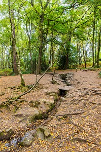 FONTAINE DE BARENTON, PAIMPONT (35), BRETAGNE, FRANCE 