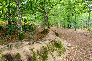 FORET DE BROCELIANDE PRES DE LA FONTAINE DE BARENTON, PAIMPONT (35), BRETAGNE, FRANCE 