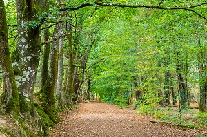 FORET DE BROCELIANDE PRES DE LA FONTAINE DE BARENTON, PAIMPONT (35), BRETAGNE, FRANCE 