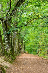 FORET DE BROCELIANDE PRES DE LA FONTAINE DE BARENTON, PAIMPONT (35), BRETAGNE, FRANCE 