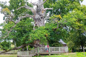 LE CHENE A GUILLOTIN, ARBRE REMARQUABLE PLUSIEURS FOIS CENTENAIRE, PORTE LE NOM DE L'ABBE GUILLOTIN, BRETAGNE, FRANCE 