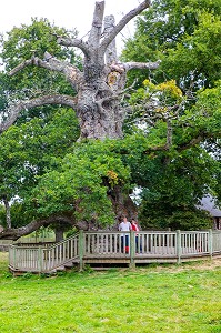 LE CHENE A GUILLOTIN, ARBRE REMARQUABLE PLUSIEURS FOIS CENTENAIRE, PORTE LE NOM DE L'ABBE GUILLOTIN, BRETAGNE, FRANCE 