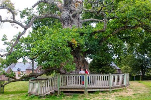 LE CHENE A GUILLOTIN, ARBRE REMARQUABLE PLUSIEURS FOIS CENTENAIRE, PORTE LE NOM DE L'ABBE GUILLOTIN, BRETAGNE, FRANCE 