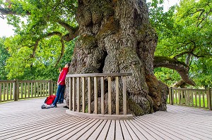 LE CHENE A GUILLOTIN, ARBRE REMARQUABLE PLUSIEURS FOIS CENTENAIRE, PORTE LE NOM DE L'ABBE GUILLOTIN, BRETAGNE, FRANCE 