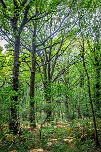 FORET DE BROCELIANDRE, PAIMPONT (35), BRETAGNE, FRANCE 