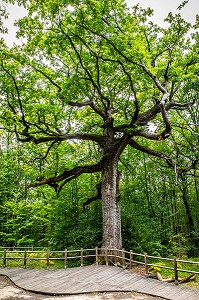 CHENE DES HINDRES, ARBRE REMARQUABLE, PLUSIEURS FOIS CENTENAIRE, FORET DE BROCELIANDE, PAIMPONT (35), BRETAGNE, FRANCE 