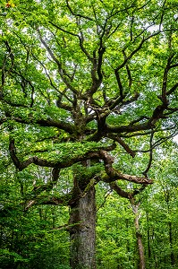 CHENE DES HINDRES, ARBRE REMARQUABLE, PLUSIEURS FOIS CENTENAIRE, FORET DE BROCELIANDE, PAIMPONT (35), BRETAGNE, FRANCE 