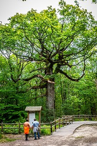 CHENE DES HINDRES, ARBRE REMARQUABLE, PLUSIEURS FOIS CENTENAIRE, FORET DE BROCELIANDE, PAIMPONT (35), BRETAGNE, FRANCE 