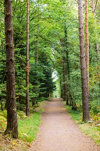 FORET DE BROCELIANDE, PAIMPONT (35), BRETAGNE, FRANCE 