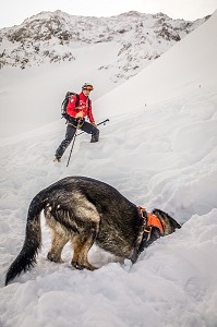 BINOME MAITRE-CHIEN D'AVALANCHE DE RECHERCHE DE VICTIME DANS UNE AVALANCHE, EXERCICE NATIONAL SAPEURS-POMPIERS DE SECOURS EN AVALANCHE, COL DU LAUTARET, HAUTES ALPES (05) 