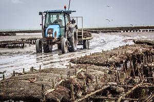 RAMASSAGE DES POCHES, PARCS A HUITRES, CANCALE, ILLE-ET-VILAINE 