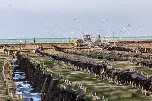 RAMASSAGE DES POCHES, PARCS A HUITRES, CANCALE, ILLE-ET-VILAINE 