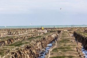 PARCS A HUITRES, CANCALE, ILLE-ET-VILAINE 