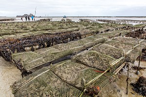 PARCS A HUITRES, CANCALE, ILLE-ET-VILAINE 