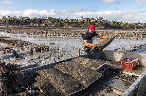 RAMASSAGE DES POCHES, PARCS A HUITRES, CANCALE, ILLE-ET-VILAINE 