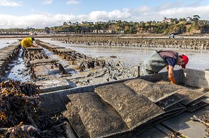 RAMASSAGE DES POCHES, PARCS A HUITRES, CANCALE, ILLE-ET-VILAINE 